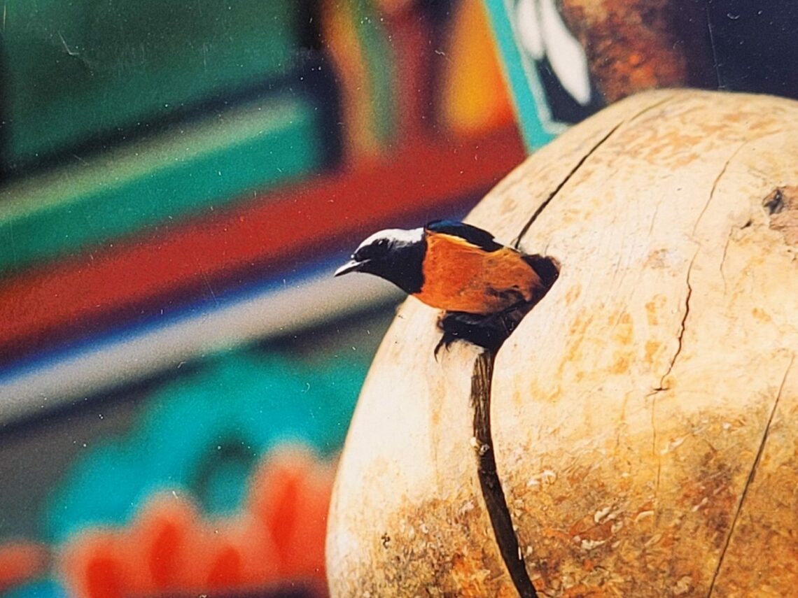 Bunter Vogel in koreanischem Tempel, Foto: Olivia Süß